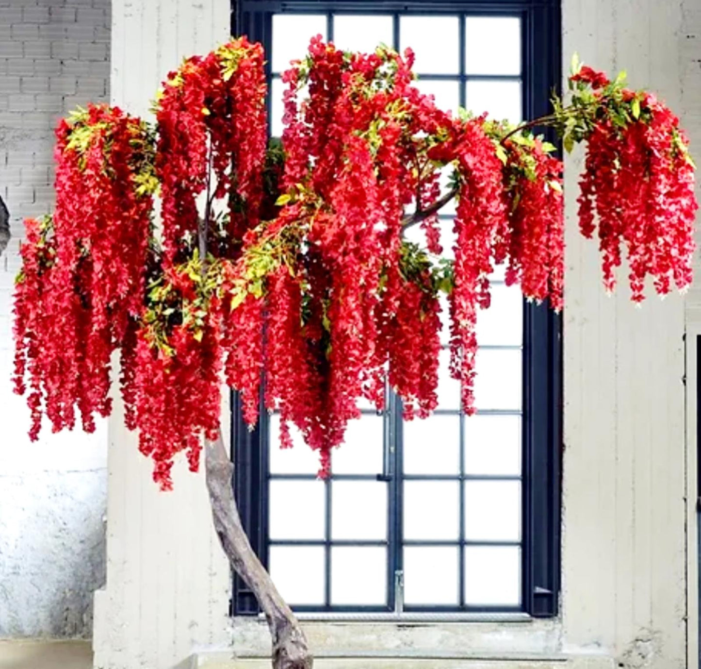 8ft Red Wisteria Tree Hire